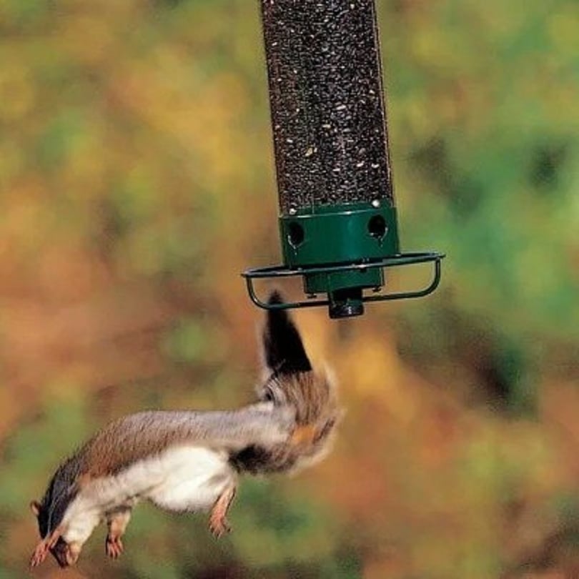 💥Neuer Frühling 2024💥100% stöpselsicheres Vogelfutterhaus-49% OFF🔥