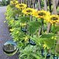 🌻 50% RABATT! ☀️ Solar-Sonnenblume – Realistisch, wetterfest & IP65 – Perfekte Außen-Dekoration für Garten & Balkon 🌿